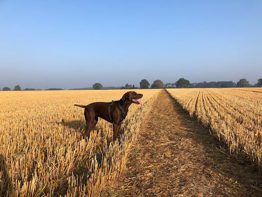 Hilton Dogs Training Academy