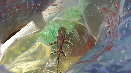 Pet Supply Store «Petco Animal Supplies», reviews and photos, 8164 Mall Pkwy, Lithonia, GA 30038, USA