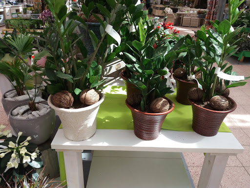 Cheap plants Vienna
