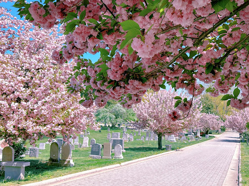 Congressional Cemetery by Google