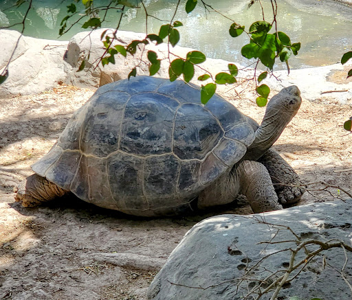 Zoo «Gladys Porter Zoo», reviews and photos, 500 E Ringgold St, Brownsville, TX 78520, USA