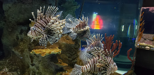 Tourist Attraction «OdySea Mirror Maze», reviews and photos, 9500 East Vía de Ventura #200, Scottsdale, AZ 85256, USA