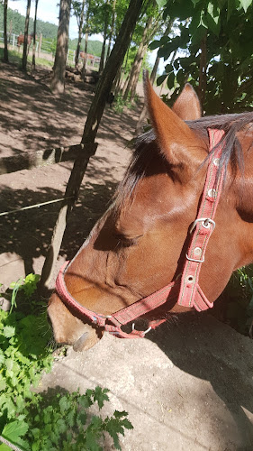 Értékelések erről a helyről: Kapots Lovas Egyesület, Baja - Edzőterem