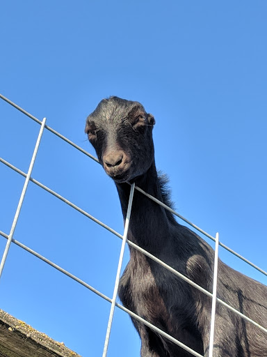 Amusement Center «Maris Farms», reviews and photos, 25001 Sumner Buckley Hwy, Buckley, WA 98321, USA