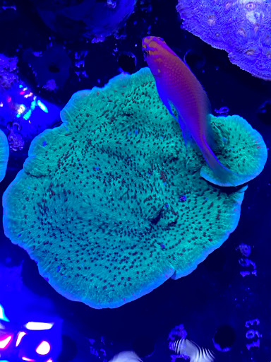 Tropical Fish Store «BluReef Aquarium», reviews and photos, 2198 Flatbush Ave, Brooklyn, NY 11234, USA