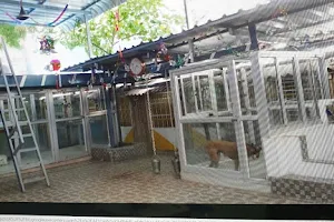 Hostel For Dogs image