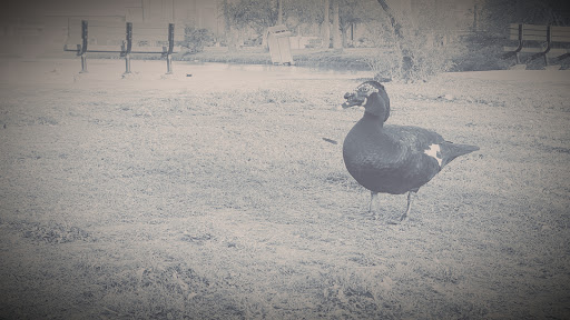 Park «Pendleton Park», reviews and photos, 1427 Morgan Blvd, Harlingen, TX 78550, USA