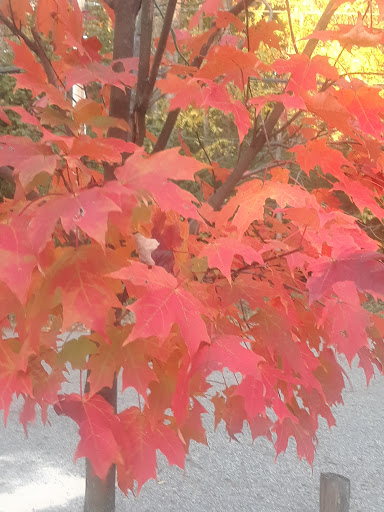 Park «Lemon Creek Park», reviews and photos, Hylan Blvd, Staten Island, NY 10309, USA