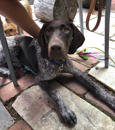 Coffee Shop «Inglebean Coffee House», reviews and photos, 106 E Main St, Millheim, PA 16854, USA