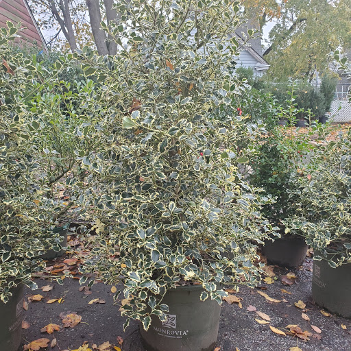 Garden Center «Westminster Nursery & Florist», reviews and photos, 30 Westminster Rd, West Hempstead, NY 11552, USA