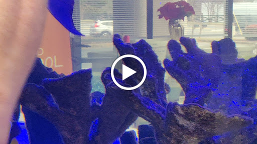 Tropical Fish Store «Pure Reef», reviews and photos, 12900 GA-9, Alpharetta, GA 30004, USA