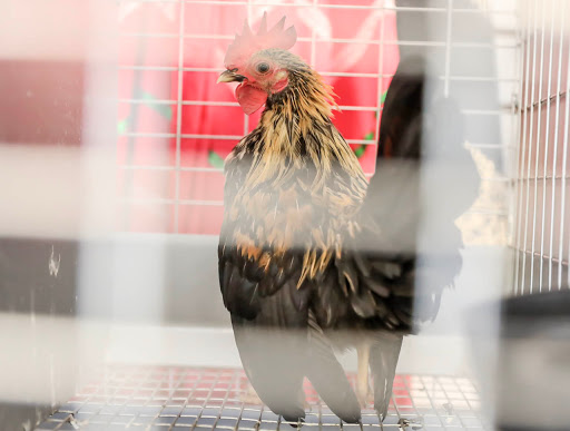 Western Apparel Store «Two Amigos Western Wear», reviews and photos, 3853 Main St, Oakley, CA 94561, USA