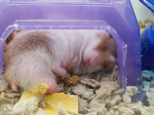 Pet Supply Store «Petco Animal Supplies», reviews and photos, 2140 E Blvd St, Kokomo, IN 46902, USA