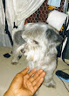 Canine hairdressing courses Punta Cana