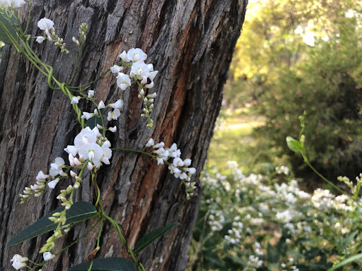 Nature Preserve «UC Santa Cruz Arboretum», reviews and photos, 1156 High St, Santa Cruz, CA 95064, USA