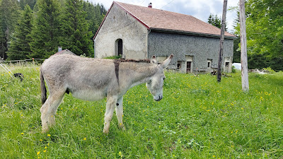 Vu d'en Haut - randos avec un âne à La Pesse