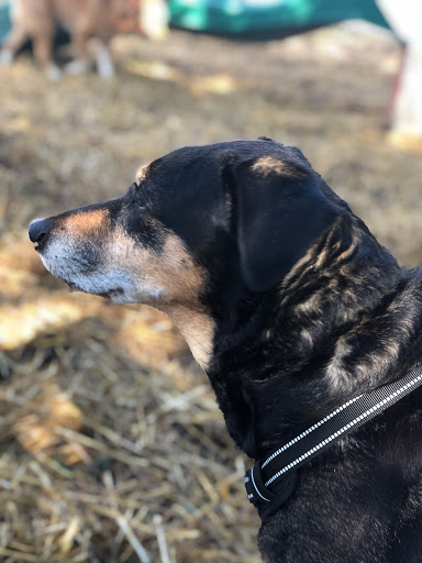 Pet Boarding Service «Howliday Inn Suites & Treats Pet Resort», reviews and photos, 1 Davis Ct, Hurricane, WV 25526, USA