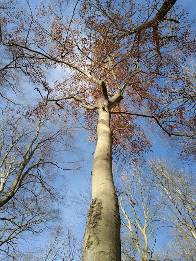 Nature Preserve «Meltzer Woods», reviews and photos, 1522 S 600 E, Shelbyville, IN 46176, USA