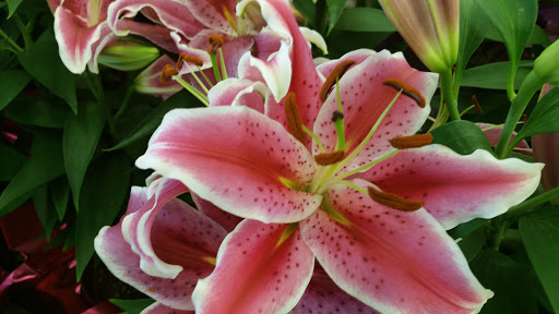 Grocery Store «Food Lion», reviews and photos, 125 Stuart Rd NE, Cleveland, TN 37312, USA