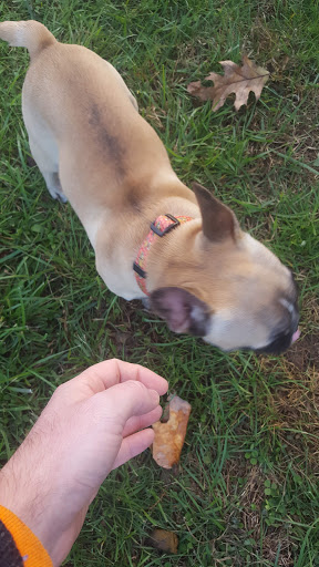 Park «Teegarden Park», reviews and photos, 440 Old State Rd, Berwyn, PA 19312, USA