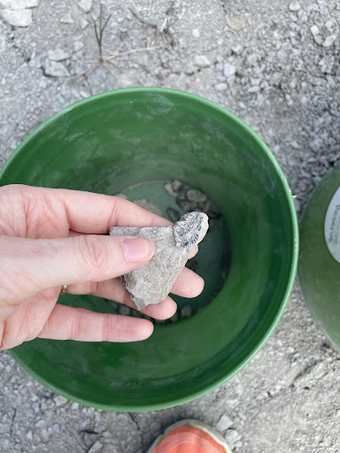 Nature Preserve «Penn Dixie Fossil Park & Nature Reserve», reviews and photos, 4050 North St, Blasdell, NY 14219, USA