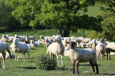 EARL Ferme De L’Etang à Beux