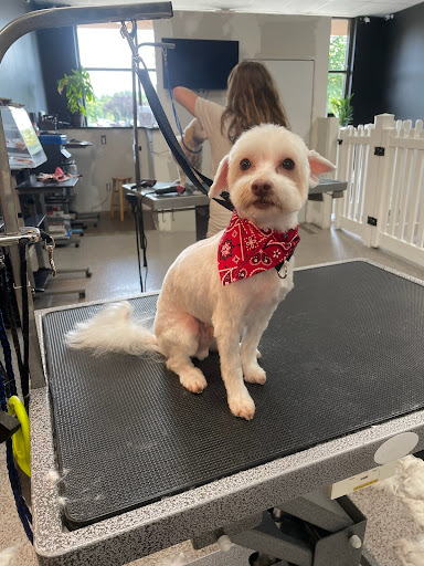 Show Grooming by Caitlin