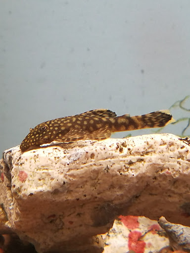 Tropical Fish Store «Pet Friendly Inc», reviews and photos, 845 Manitou Rd, Hilton, NY 14468, USA