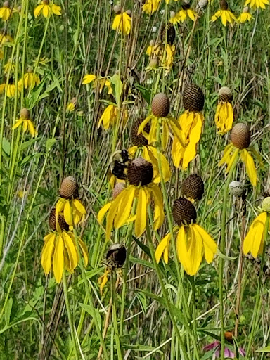 Park «Lippold Park - Fox Valley Park District», reviews and photos, 2001 S River St, Batavia, IL 60510, USA