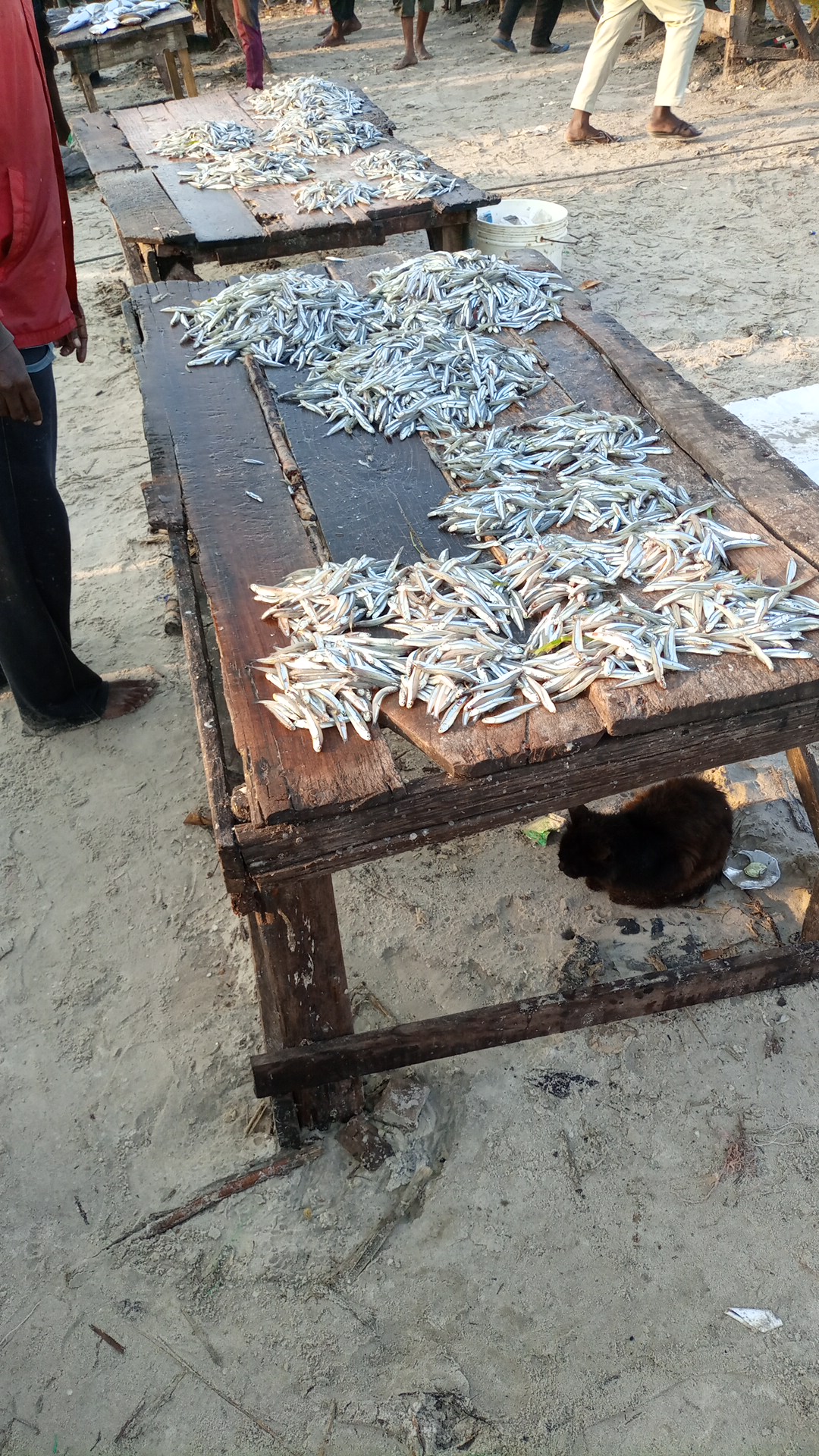 Fish Market Sahare
