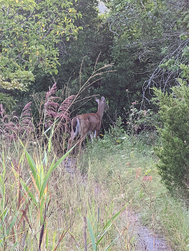 Nature Preserve «Welwyn Preserve», reviews and photos, 100 Crescent Beach Rd, Glen Cove, NY 11542, USA
