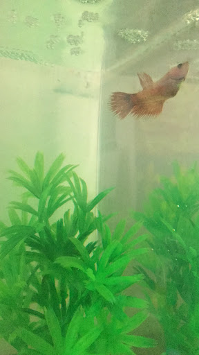 Pet Supply Store «Petco Animal Supplies», reviews and photos, 10235 Indianapolis Blvd, Highland, IN 46322, USA