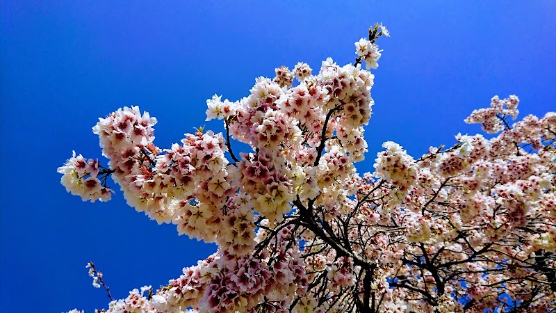 帯桜