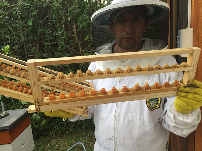 Miel de abeja "Sweet Swarm" - Tienda de ultramarinos