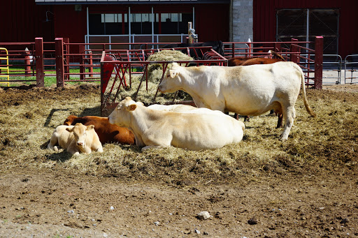 Livestock breeder Ottawa