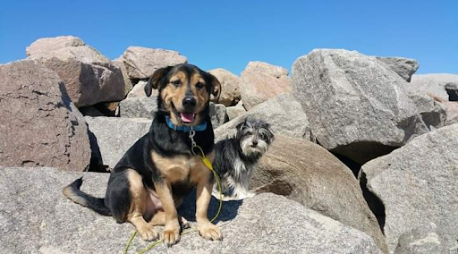 Knightdale Animal Hospital image