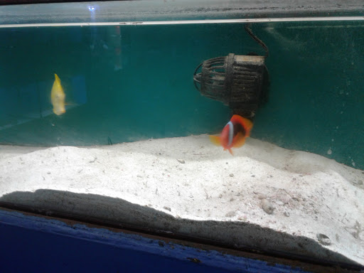 Pet Supply Store «Monrovia Tropical Fish», reviews and photos, 603 W Huntington Dr, Monrovia, CA 91016, USA