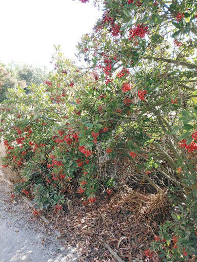 Park «Gum Grove Park», reviews and photos, Crescent View & Avalon Drive, Seal Beach, CA 90740, USA