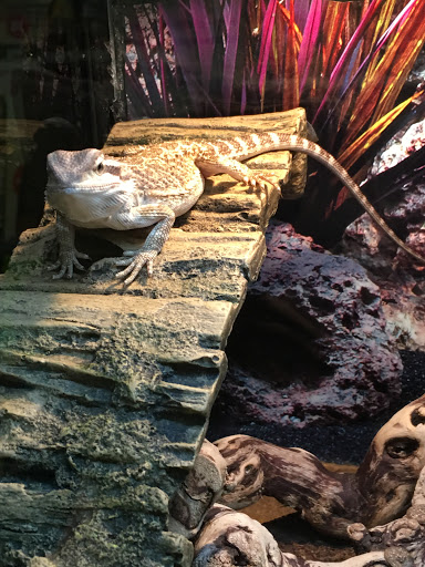 Pet Supply Store «PetSmart», reviews and photos, 5135 Times Square Dr, Okemos, MI 48864, USA