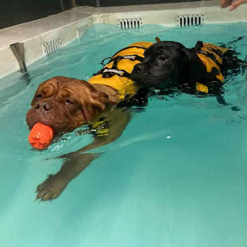 fun4dogs Ringsted Hundesvømning - Hundetræner