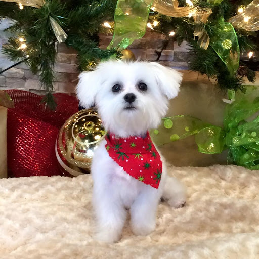 Pet Groomer «Woof Gang Bakery Rockwall», reviews and photos, 832 Steger Towne Rd, Rockwall, TX 75032, USA