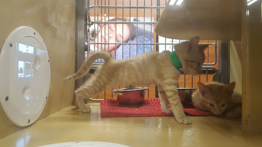 Pet Supply Store «PetSmart», reviews and photos, 104 Dettro Dr, Mattoon, IL 61938, USA