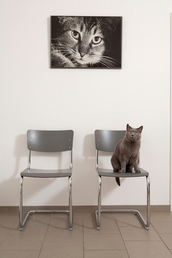 Tierarztpraxis für Katzen in Düsseldorf - Dr. med. vet. Katja Beyer GPCert (FelP)