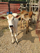 Best Animal Farms In Delhi Near You