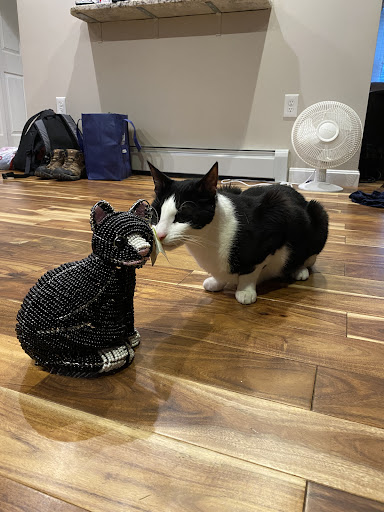 Pet Supply Store «Bark Harbor», reviews and photos, 150 Main St # 3, Bar Harbor, ME 04609, USA