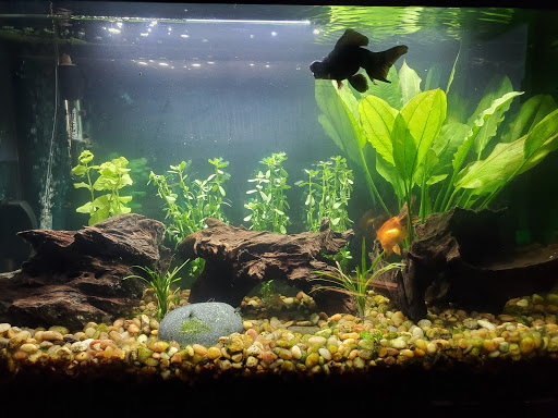 Tropical Fish Store «Ocean Design Aquarium», reviews and photos, 7542 W Addison St, Chicago, IL 60634, USA