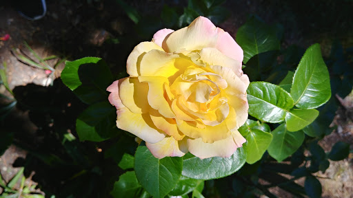 Florist «The Floral Reef», reviews and photos, 7716 Pioneer Way, Gig Harbor, WA 98335, USA