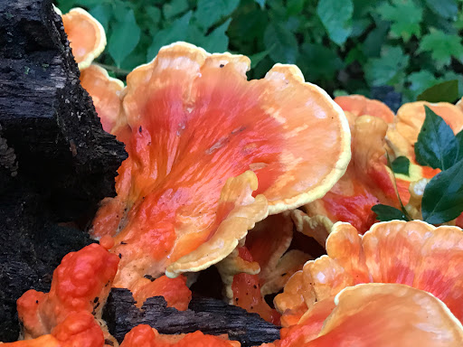 Nature Preserve «Hoover Forest Preserve», reviews and photos, 11285 W Fox Rd, Yorkville, IL 60560, USA