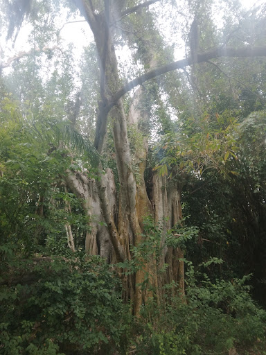 Museum «Powel Crosley Estate», reviews and photos, 8474 N Tamiami Trail, Sarasota, FL 34243, USA