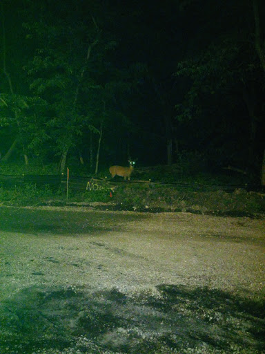 Nature Preserve «Forest Glen Woods», reviews and photos, 5420 N Forest Glen Ave, Chicago, IL 60630, USA